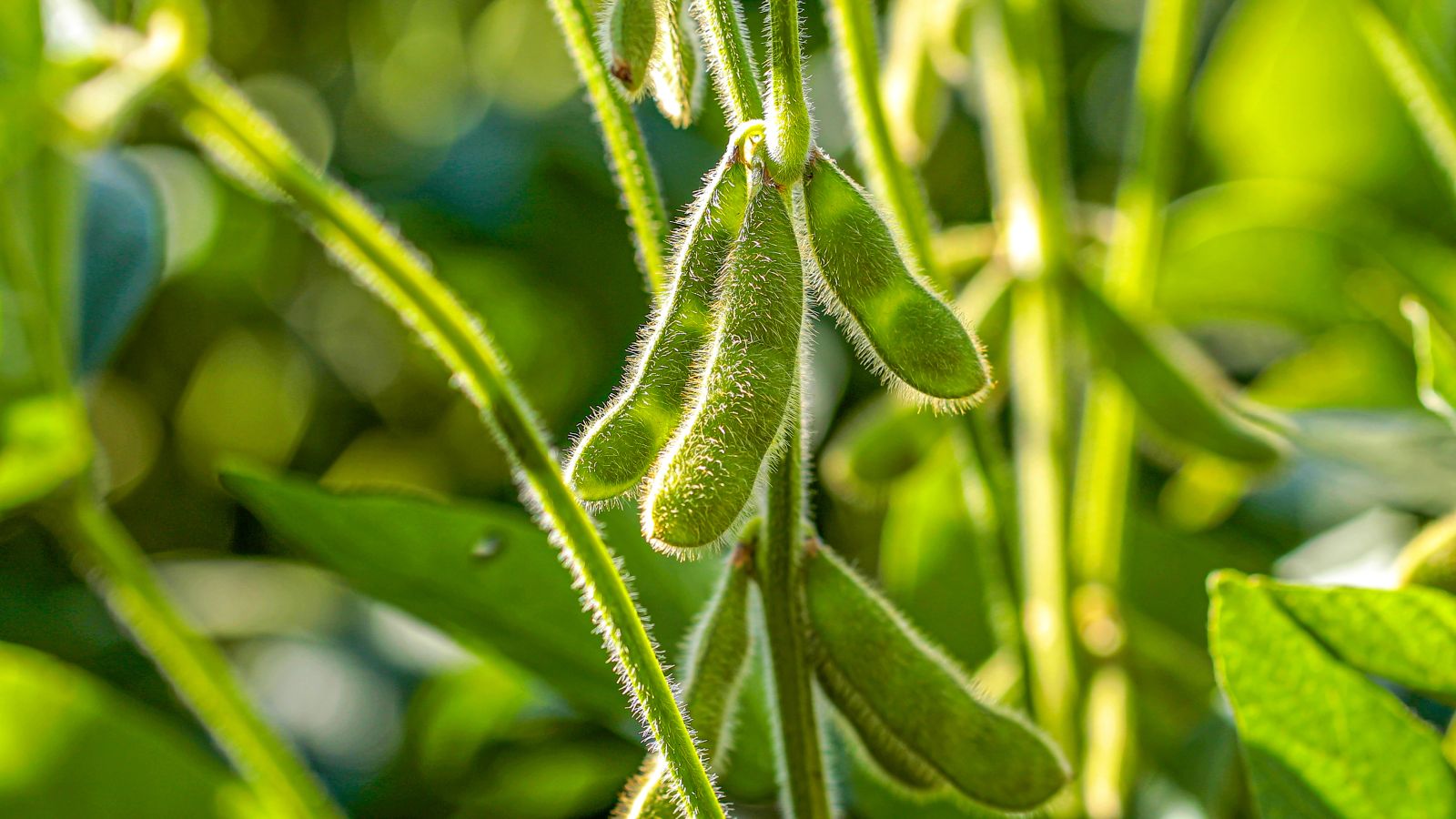 Soybean pods on plant by Mailson Pignata via iStock